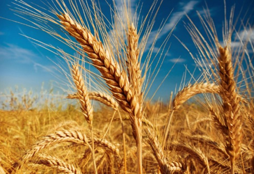 Александр Ткачев объявил о выходе России на первое место по экспорту пшеницы