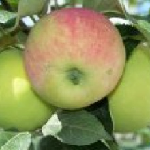 Минская овощная фабрика закладывает яблоневый сад на 300 га