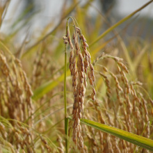 Новый органический крахмал из восковидного риса уже на рынке Беларуси