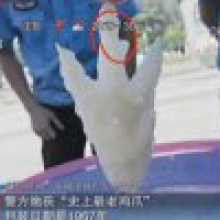 Китайская полиция изъяла просроченные на 46 лет куриные ножки.