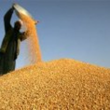 Как в КНР стабилизировали цены на зерно в период кризиса
