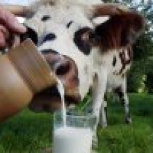 Догонит ли Беларусь Судан и Японию по надоям молока?