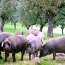 Иберийская свинина – лидер мяса на испанском рынке