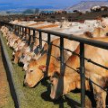 Мясное скотоводство: перспективы развития