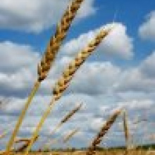 Какие факторы будут определять ситуацию на рынке пшеницы в 2010 году