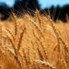 Зерновой рынок – оценки рисков и потенциал развития