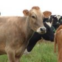 РФ: эксперты опасаются сокращения поголовья животных из-за нехватки кормов