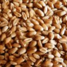 Российский рынок пшеничных отрубей: зерна мало, и это плюс