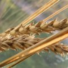 Почему в мире растут цены на пшеницу?