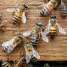 Пчелы, мобильники, мамонты