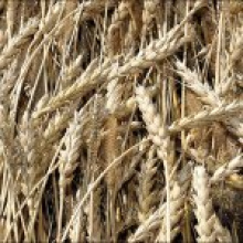 Мировой рынок зерна: основные производители и потребители