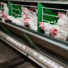 Белорусские птицефабрики предлагают изменить стандарты на мясо птицы