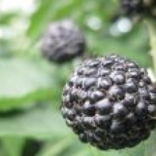 Ученые США открыли уникальные свойства черной малины