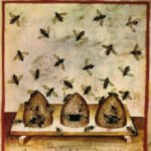 В Хакасии делают ставку на пчеловодство