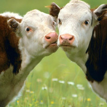 Почему белорусские коровы  дают молока меньше, чем нам хочется?